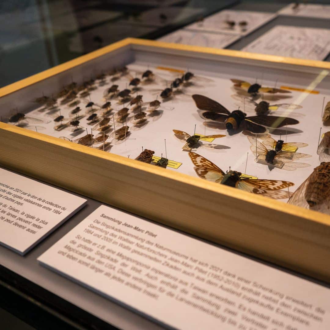 Musée de la nature du Valais. Exposition Cigales 2023 © Musées cantonaux du Valais