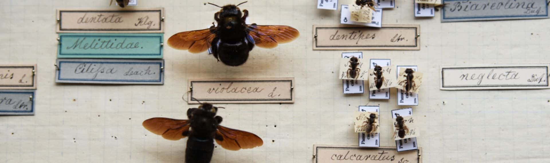 Nos collections Musée de la nature du Valais © Musées cantonaux du Valais