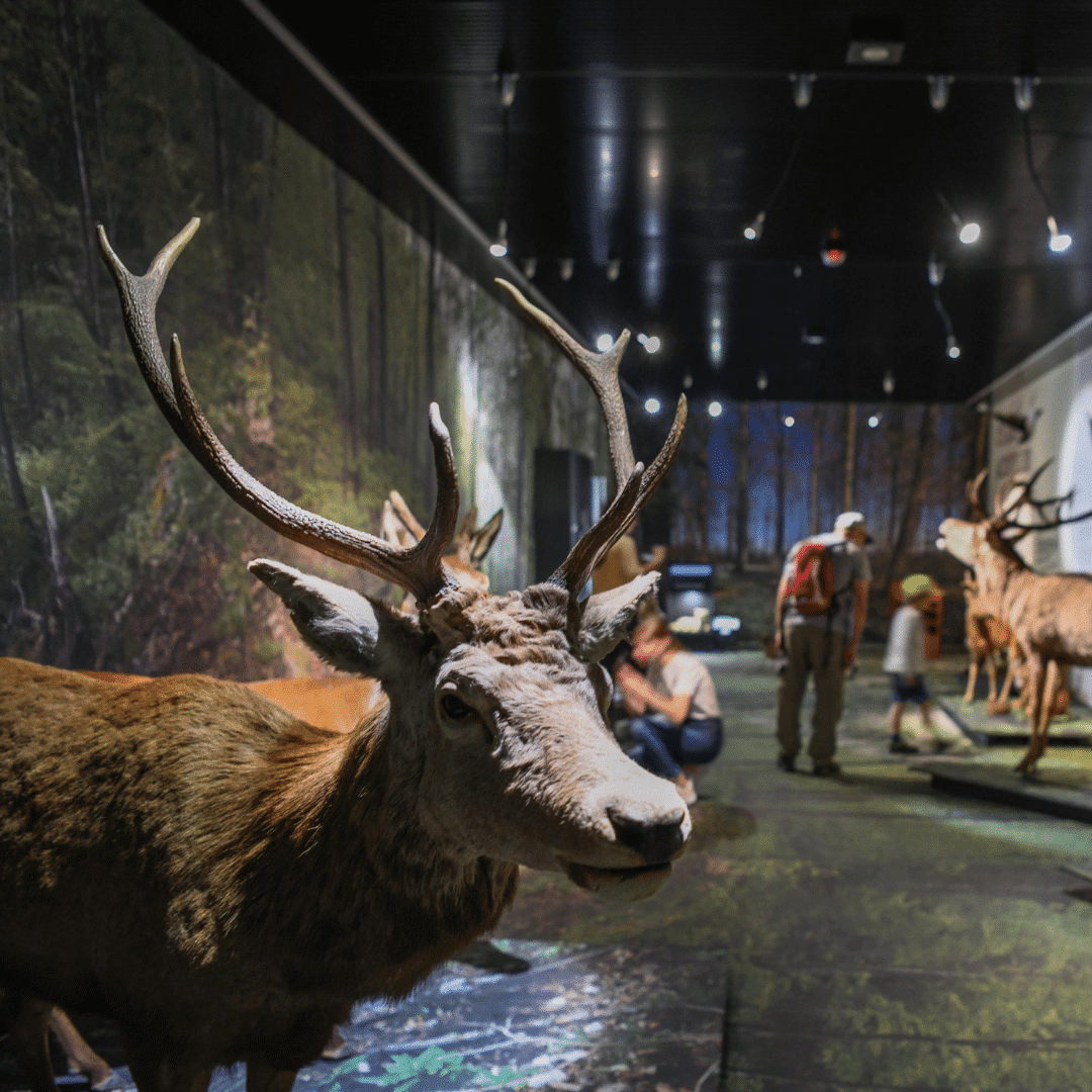 Musée de la nature du Valais © Musée cantonaux du Valais. Paul Cardi Lumière.ch